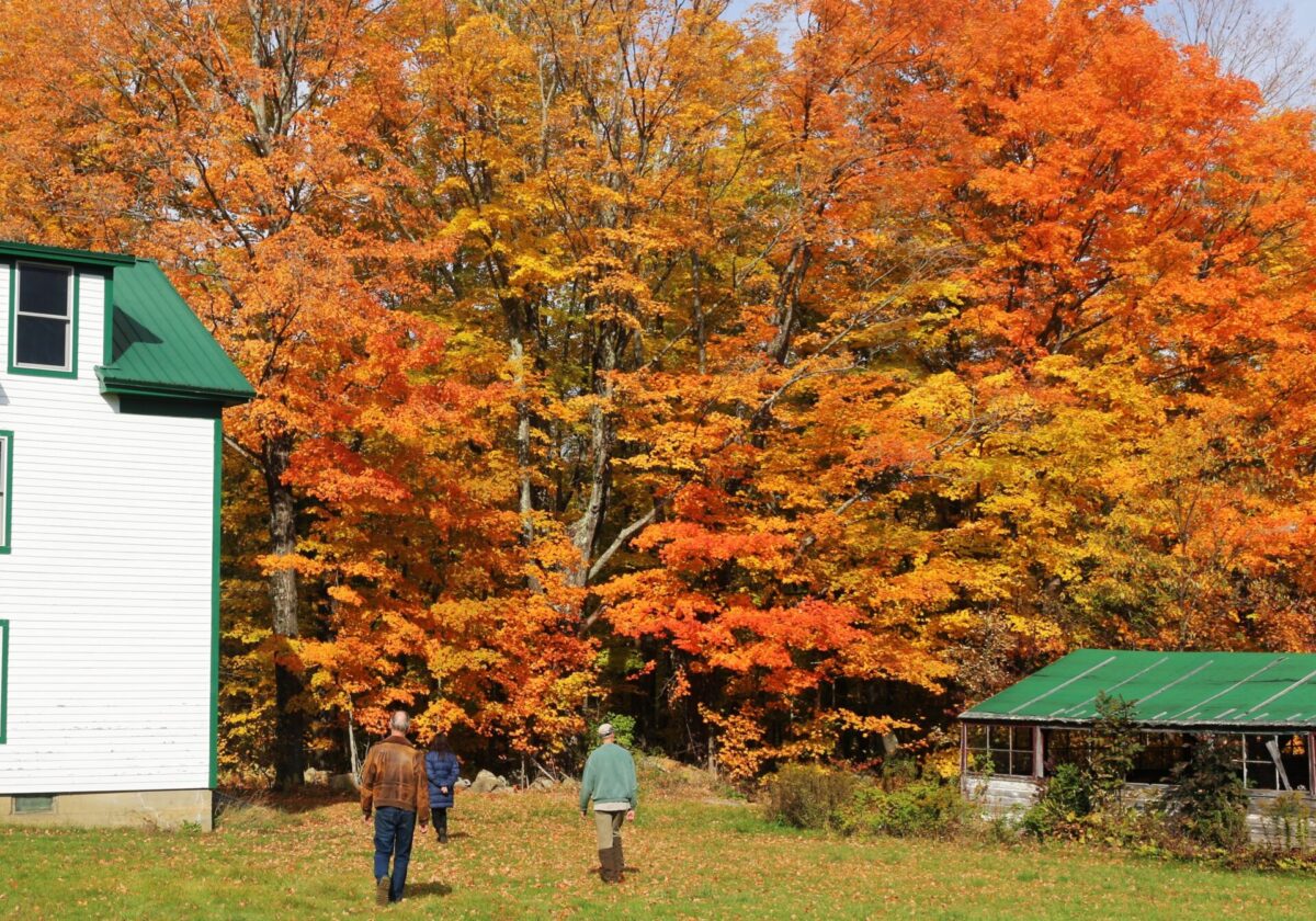 An image representing Tree Talk